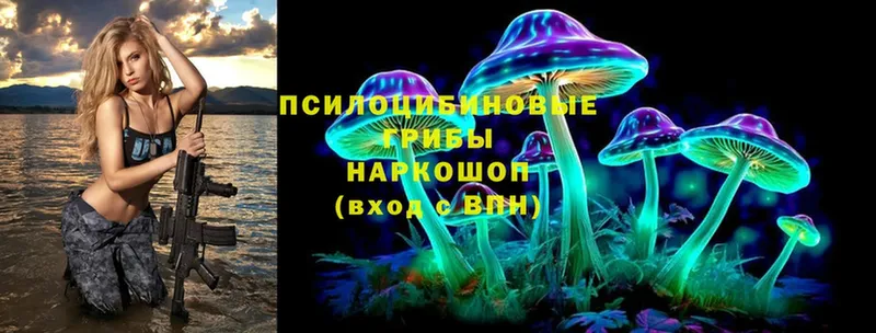 Псилоцибиновые грибы Cubensis  Бородино 